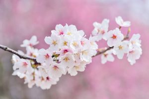 4月のお知らせ