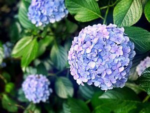 6月のお知らせ