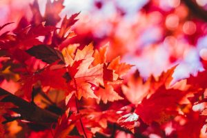 11月のお知らせ