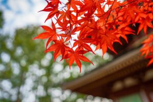 11月のお知らせ