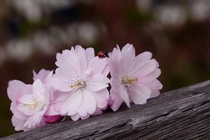 4月のお知らせ
